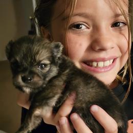 Pomeranian Puppies from Moon Howlers Pomeranians
