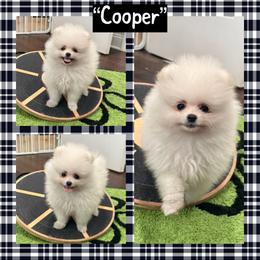 Cooper - White male Pomeranian puppy in Lyons, Georgia from Its a Poms Life Kennel
