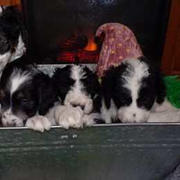 Aussiedoodle Puppies from Lotadoodle Farms