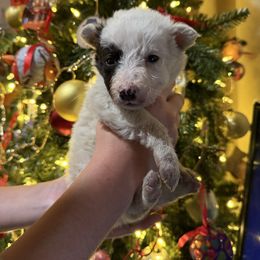 White girl  black ears - Black and white female Border Collie puppy in Jackson, New Jersey from NJ Bees BC