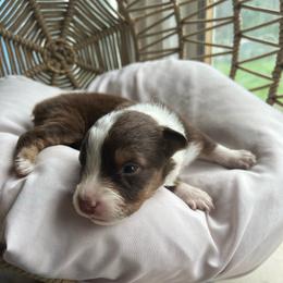 Pocahontas - Red tri-color female Australian Shepherd puppy in Grants Pass, Oregon from Carmel Mountain Aussies