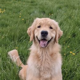 Golden Retrievers from Gaia Goldens