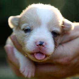 Cheerio - Sable female Pembroke Welsh Corgi puppy in Star City, Arkansas from Say When Corgi Co.