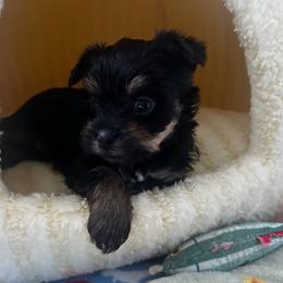 Coral - Black and tan female Yorkshire Terrier puppy in Phil Campbell, Alabama from MagnoliaYorkies