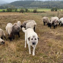 Anatolian Shepherd Dogs and Kangals from Hidden Meadow Ranch