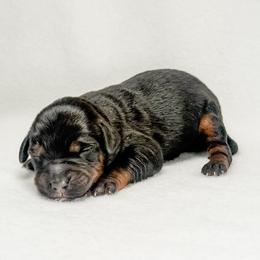 Cheddar - female Australian Mountain Doodle puppy in Sharpsburg, Georgia from Steindoodles