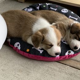 Cardigan Welsh Corgi Puppies from Penfro Corgis