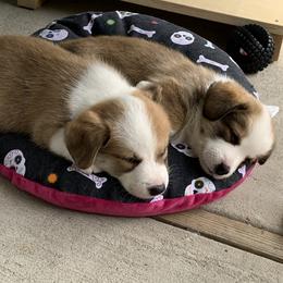 Cardigan Welsh Corgi Puppies from Penfro Corgis