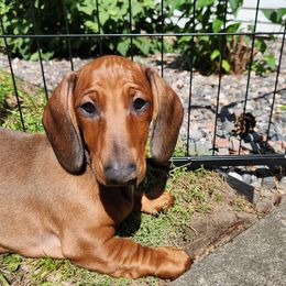 Dachshund Puppies from Rosewood Kennels