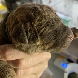 Daisy - Deadgrass female Chesapeake Bay Retriever puppy in Yellville, Arkansas from Two Rivers Chesapeakes