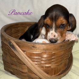 Purple Girl - Black brown and white female Basset Hound puppy in Edgar Springs, Missouri from Red Fern Basset Family