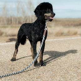 Boone - Black male Poodle puppy in Caldwell, Idaho from Boise Doodle Co.