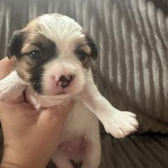 Black collar - Liver and white male Shorkie puppy in Staten Island, New York from Sensational Shorkies