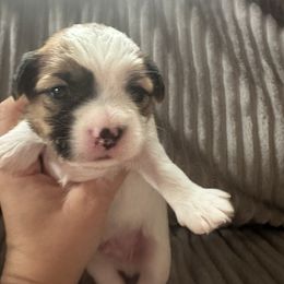 Black collar - Liver and white male Shorkie puppy in Staten Island, New York from Sensational Shorkies