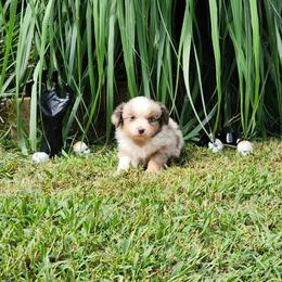 Gretel - Red merle female Miniature Australian Shepherd puppy in Gainesboro, Tennessee from Family Tradition