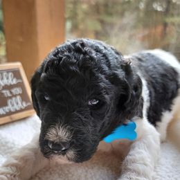 Goldendoodle Puppies from Sisson Goldendoodles