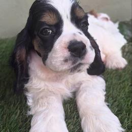 Red collar boy - Black white and tan male Cocker Spaniel puppy in Boca Raton, Florida from Gold-Coast Cockers
