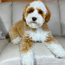 Roo - Australian Labradoodle