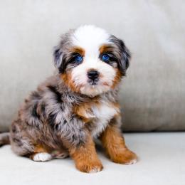 Aussiedoodle, Australian Mountain Doodle, and Bernedoodle Puppies from Cottonwood Creek Doodles