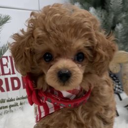 French Bulldogs and Poodles from YZC Frenchies at 4C Ranch