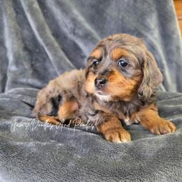 Ronal - Merle female Cockapoo puppy in Cleveland, Georgia from Jam's Doodles And Poodles