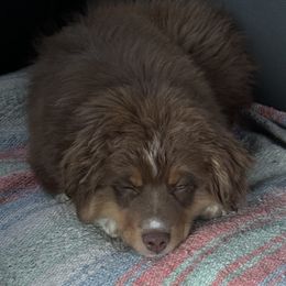 Waylon - Miniature Australian Shepherd