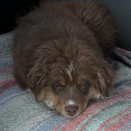Waylon - Miniature Australian Shepherd