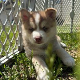 Chevy - Red and white male Pomsky puppy in Greenfield, Minnesota from SRF Pomskies