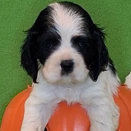 Martha - Black and white female Cocker Spaniel puppy in Crossville, Tennessee from Timber Sunrise Cockers