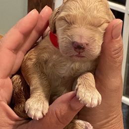Goldendoodle and Yorkshire Terrier Puppies from Pups of the Lowcountry