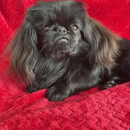 Dexter - Pekingese