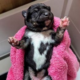 White Girl - Lumi - Black and tan female Lapponian Herder puppy in Prattsburgh, New York from Maalattu Koirankoppi Lapponian Herders
