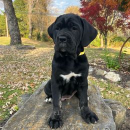 Aria - Black brindle female Cane Corso puppy in Lititz, Pennsylvania from Lititz Cane Corsos
