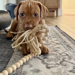 Boy 1 - Rust golden male Vizsla puppy in Gulf Breeze, Florida from April's Vizslas