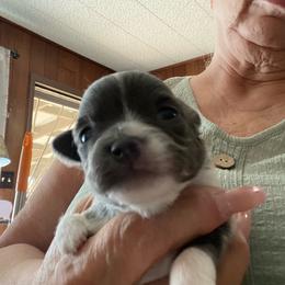 Bug - Blue male Chihuahua puppy in Red Bluff, California from Aye Chihuahua