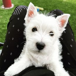 West Highland White Terrier Puppies from Elvador West Highland White Terriers