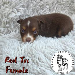 Trudy - Red tri female Toy Australian Shepherd puppy in Jaroso, Colorado from Heaven Sent Aussies