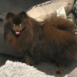 Mounds - Pomeranian