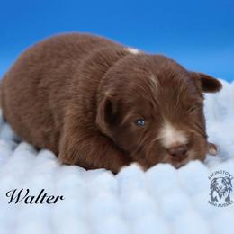 Walter - Red tri male Miniature Australian Shepherd puppy in Weeki Wachee, Florida from Arlington's Mini Aussies