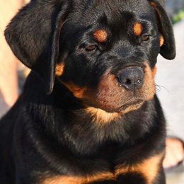 Rottweilers from Jany Rottweilers