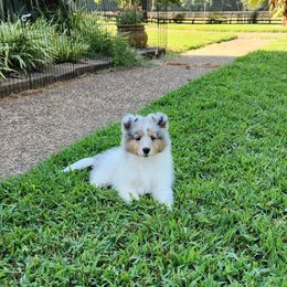 Shetland Sheepdog Puppies from Ambrozia Kennels