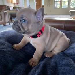 French Bulldog Puppies from Private Reserve French Bulldogs