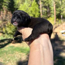 Sir Barnaby II - Black tri-color male Bulldog puppy in Wolf Creek, Oregon from Dejah Bleu Bulldogs