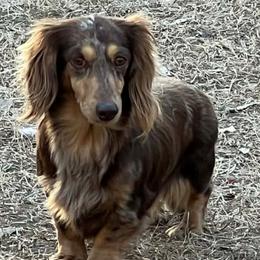 Pia - Dapple female Dachshund puppy in Lufkin, Texas from Dixie Chic Frenchies & Dachshunds