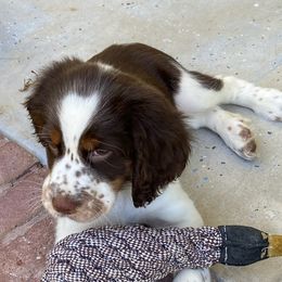 English Springer Spaniels from Settoon Springer Spaniels