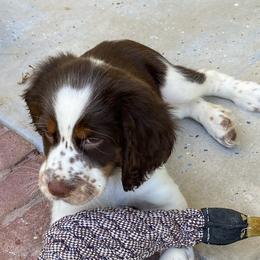 English Springer Spaniels from Settoon Springer Spaniels