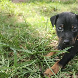 Doberman Pinscher and Miniature Pinscher Puppies from 305dobiez