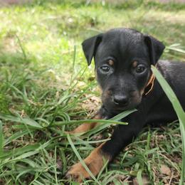 Doberman Pinscher and Miniature Pinscher Puppies from 305dobiez
