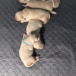 Golden Retriever Puppies from Tupelo Honey Farm's Golden Retrievers