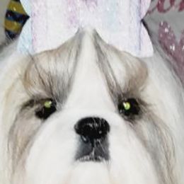 Shih Tzus from Pure Heart
